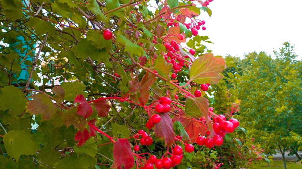 � ������ �����, �����������!