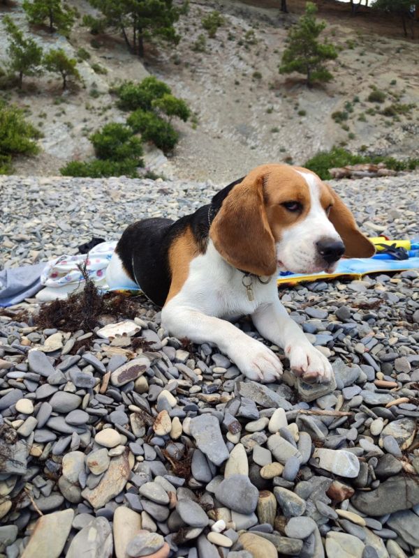 ������ ����, ������!. �� ���������� �����: