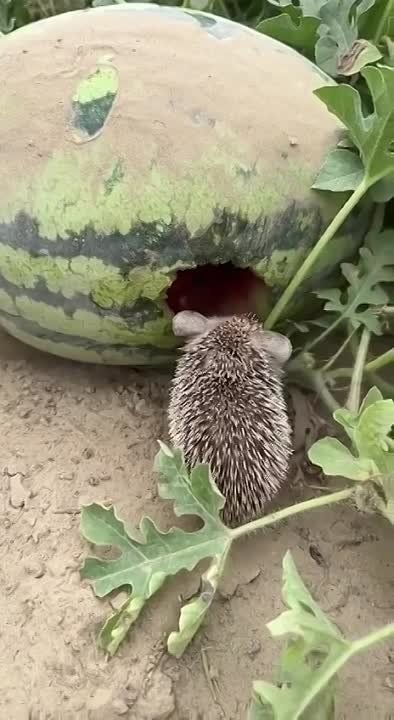 ������ ����� ���. ����������� ������ ���������� ����� ���� ��