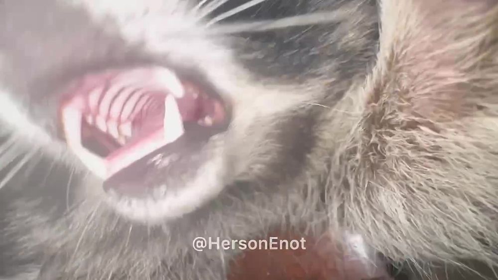 ���� �� �������: ���� ������ ���� � �������� ����������