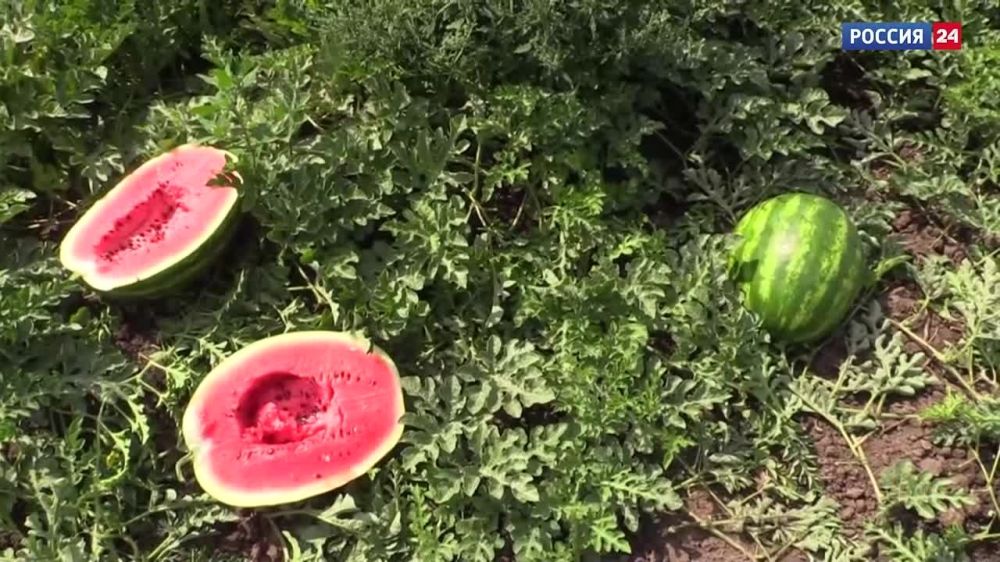 �� ���������� ���� ���� �������