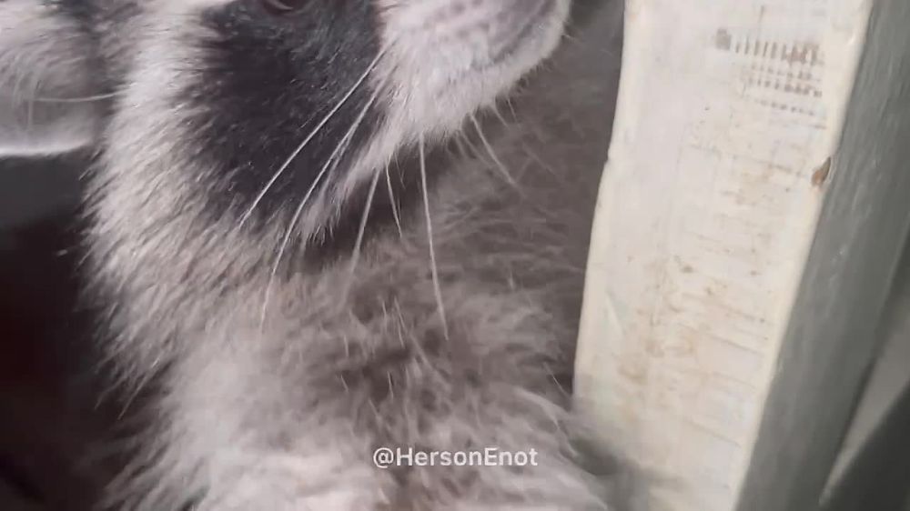 ���� �� �������: ���� ������ ������� � ������� ��������