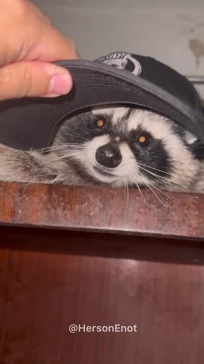 ���� �� �������: ������� ������, ����� ��� ��������� ���� � ������� ����