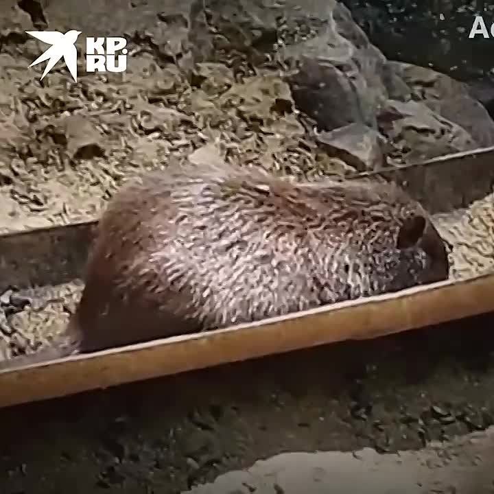 ���������� ���������� ��������-���� ��������� �������� ���� � �������� ����������� ������������ � ����� �������