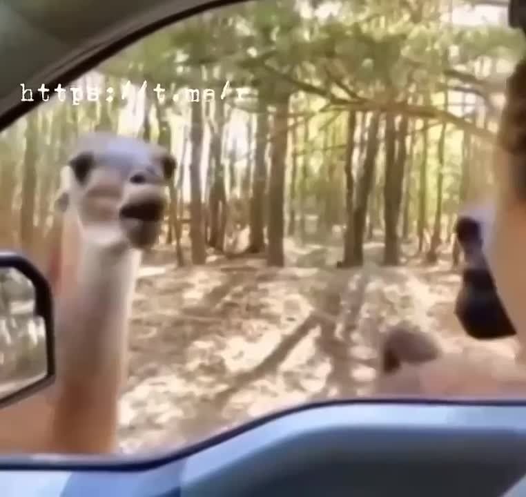 ���� ������������� �����, ��� ������ � ������������