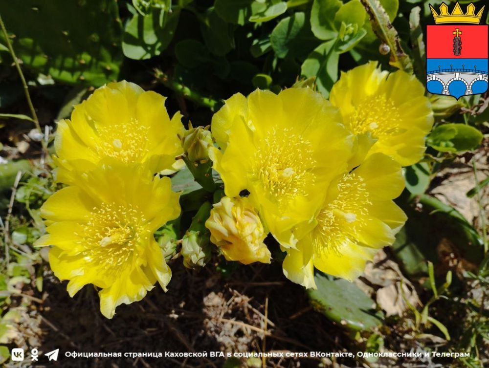 ������ ����, �������!. @VGA_Kakhovka