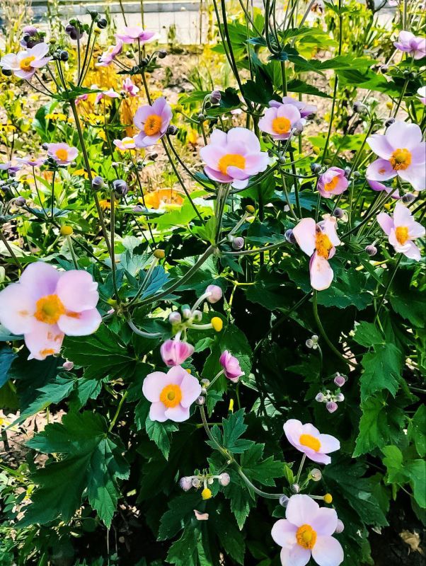 � ������ �����, �����������!