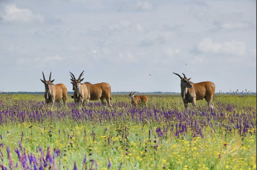 ��� 5 ������������ ���� ���������� �������