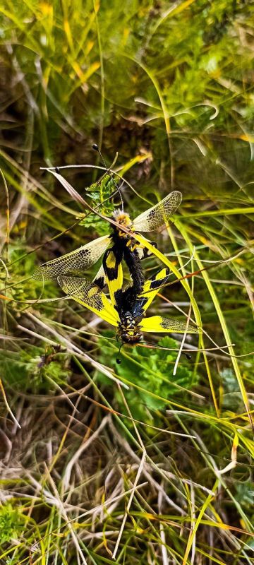 � ������ �����, �����������!