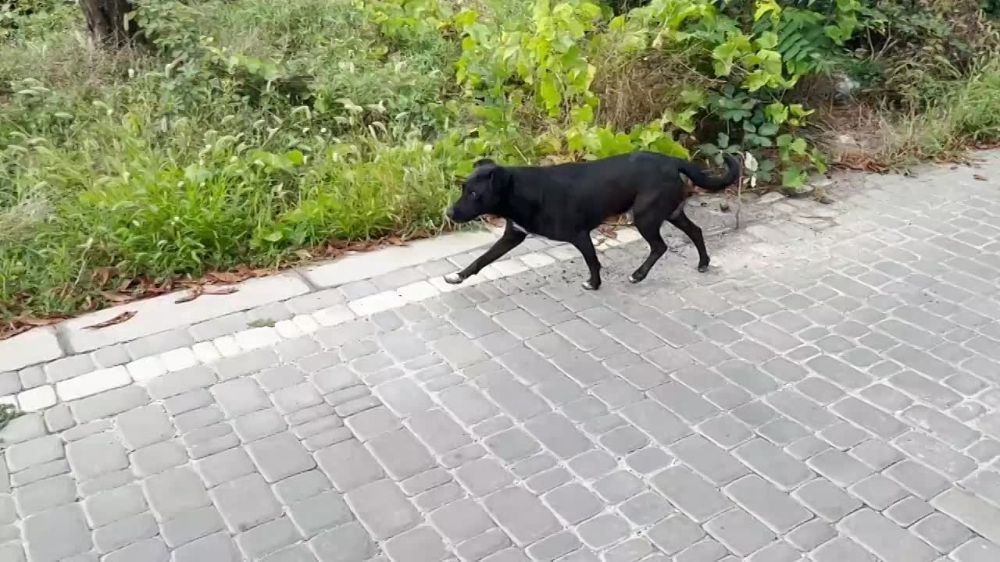 В Новой Каховке планируют открыть приют для бездомных животных