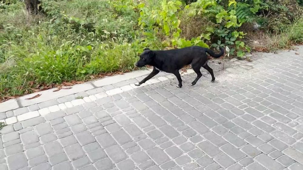 В Новой Каховке планируют открыть приют для бездомных животных