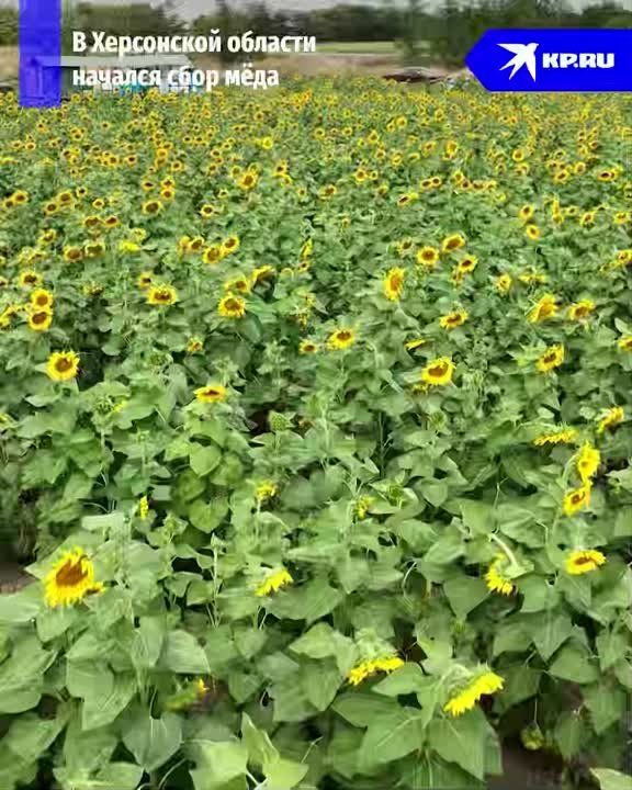 �� ������� ���������� ������� ������� ���� ���