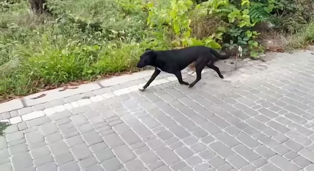 Херсонская область. В Новой Каховке планируют открыть приют для бездомных животных «Сейчас на улицах много брошенных собак. Их уже не десятки даже, а сотни. И, конечно, они начали представлять опасность для жителей города»