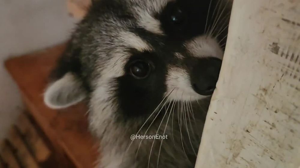 ���� �� �������: ������ ����, ������! ���� � ������� ����� ������!