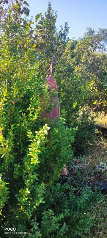 ����������� ��������� ��� ��������������� ������ �������� ������������ ���������