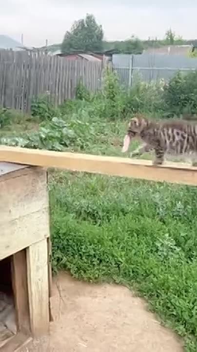 ����� ������ �������, �� ���� ���� ��������� �����