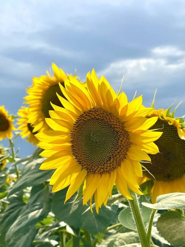 ������ � ����� �������� ������