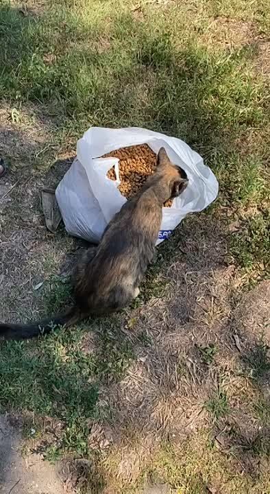 ������� ������������� ������ �������� ����������, � ������ ������������ �������, �������� ���� �������� �� ����������� ���� � ������������ �������