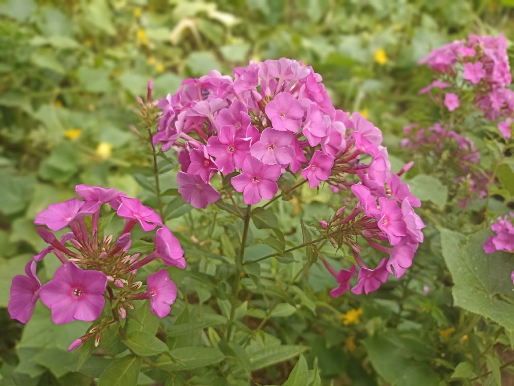 � ������ �����, �����������!