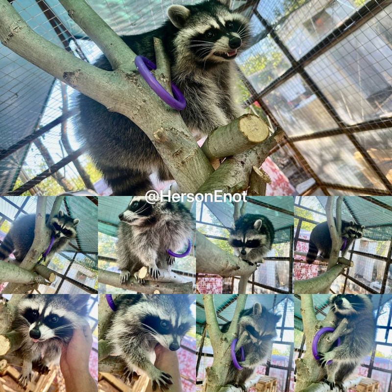 ���� �� �������: ������� �������� ���� ����-������, � ����� ���� ��� � �����