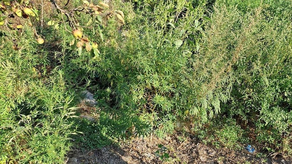 � 50-������� ������ ���������� ������ ����� ��������� � ����� �������