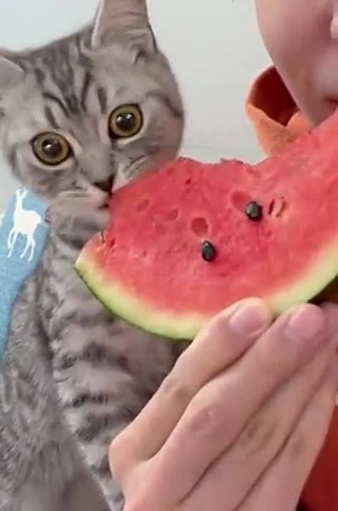 � ������ �����, �����������!