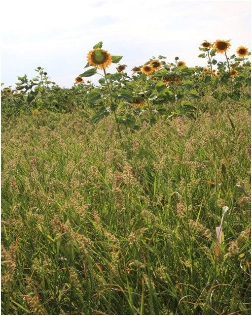 � ���������� ������� �������� ����� ��������������� �������� ����������������� �� ������� 985 ��