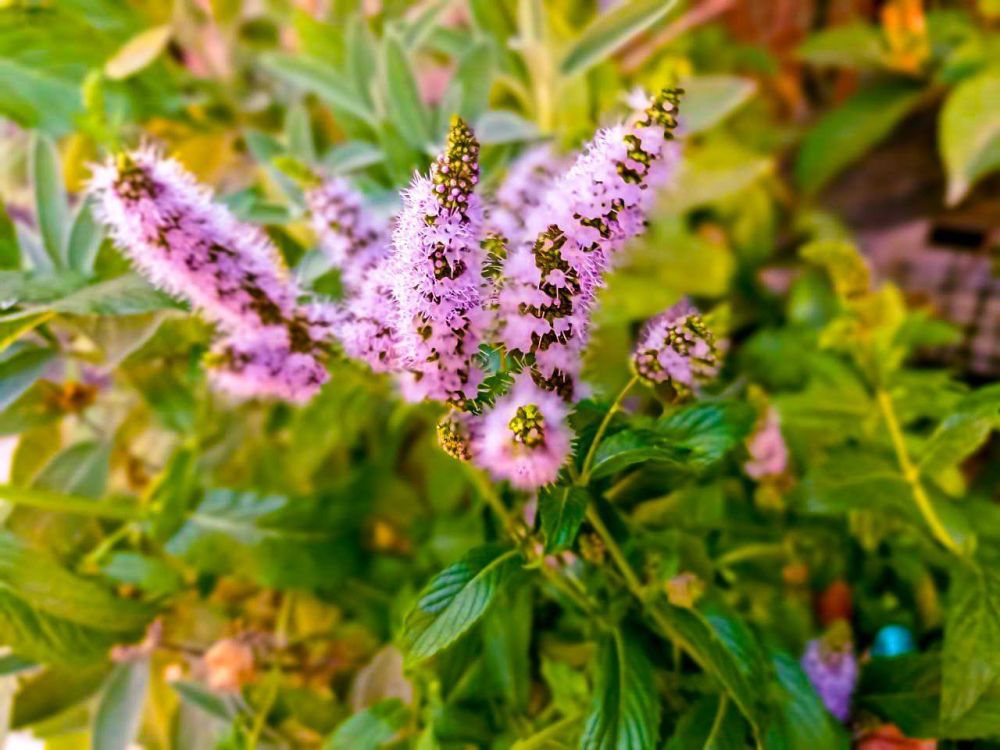 � ������ �����, �����������!