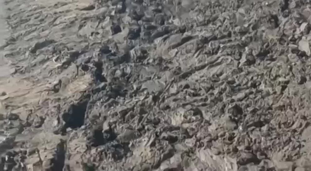 ��� ���� ����������� ���������� ��������������� ���������������� ������ �� ���������� �����������