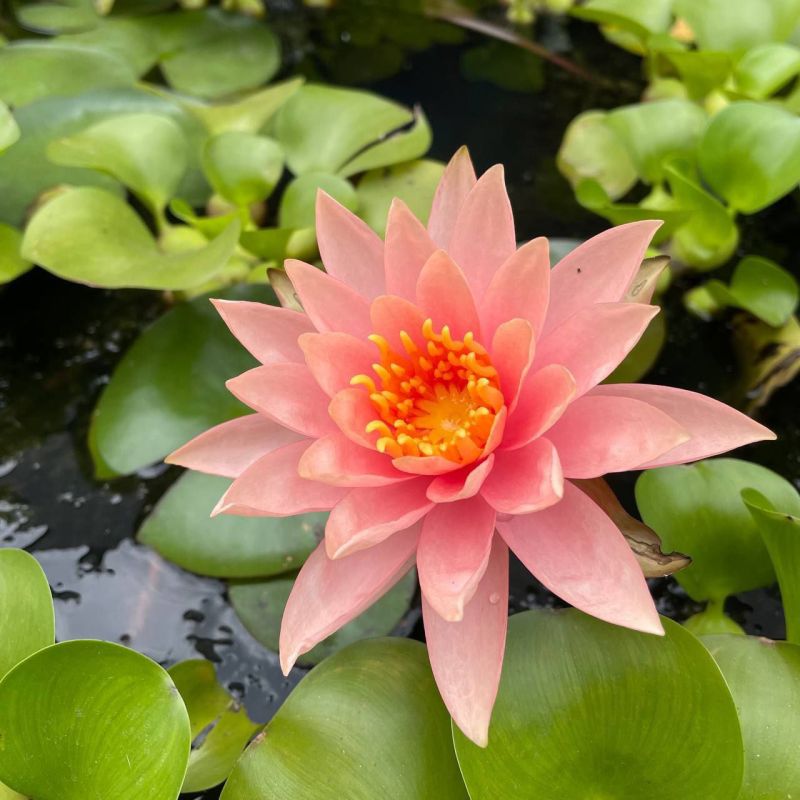 ����������� - ������� ���� �� 2 ������: � 7 �� 20 �������