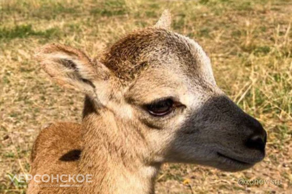 ������� ������� ������� � �������� ��������-����