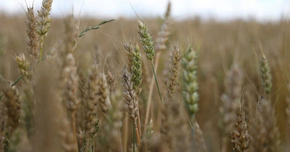 ��� ���������� ��������������������� �������� ��������