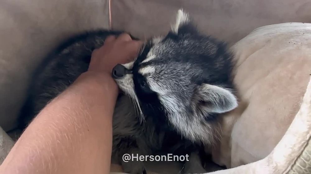 ���� �� �������: ���� ��� ������ �� �������, ���� ���������� ��� ������� ��������� ����