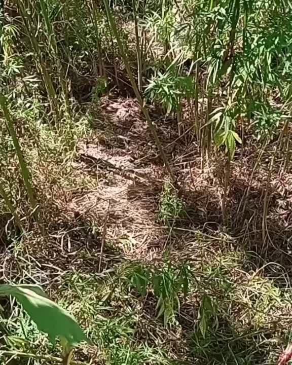 ������� ���� ����������� ��������� ��������������� ������ � ������ ���������