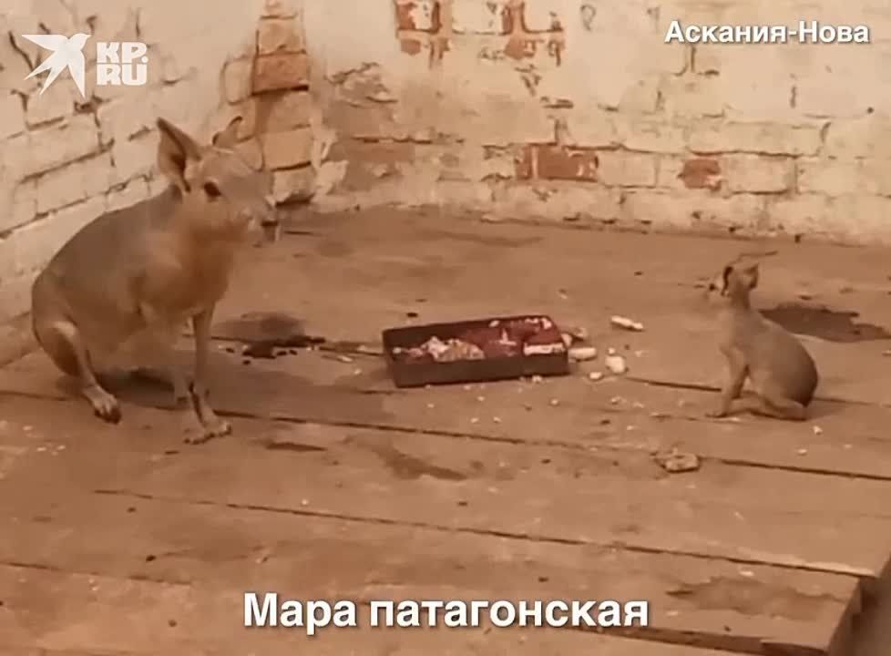 � ����������� ��������-���� ������� ������������� ����������� ���