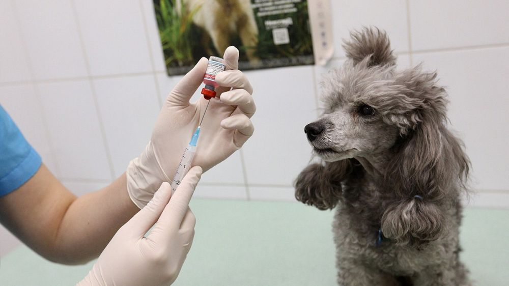 ��� ������������ ����� (����� �����������)