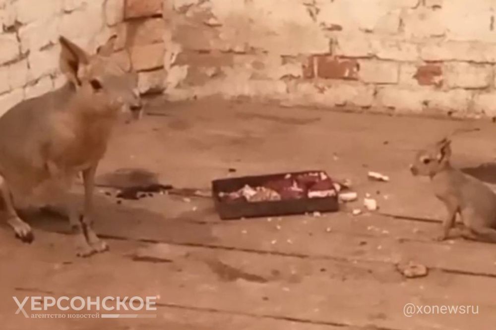 � ����������� ��������-���� ������� ������� ������������� ����������� ����