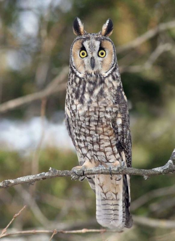 ������ ����, ����������!