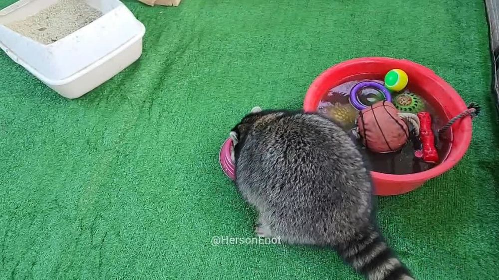 ���� �� �������: ���������� ����������� ����������� ���������