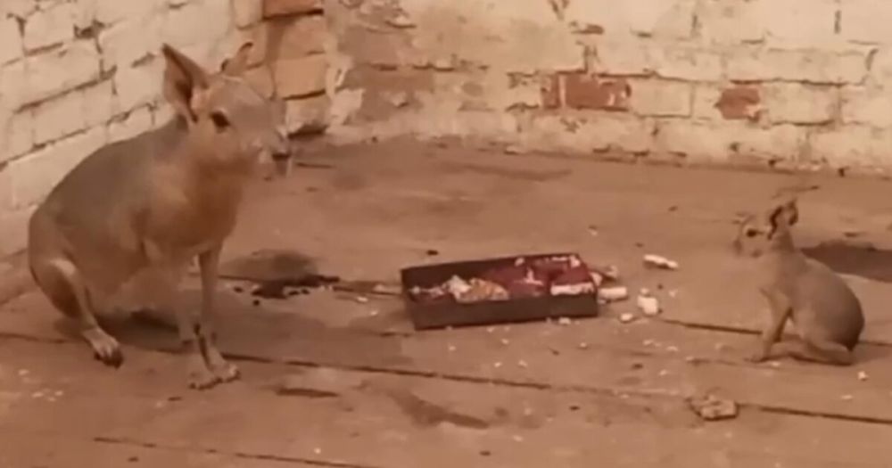 ������� ������������� ����������� ���� ������� � ����������� ��������-����