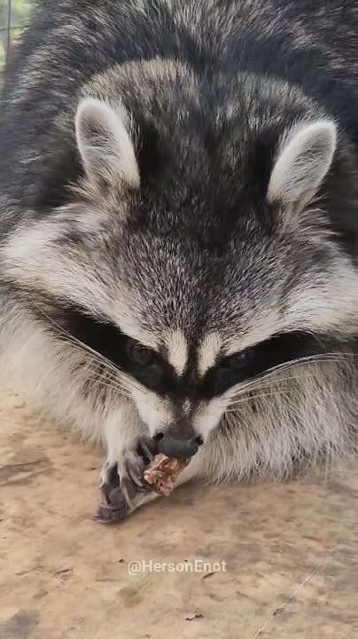 ���� �� �������: ��������, ������ ���������, ��������� � ���������, ���������, ��� � ��� ��������� ������� ����, ������