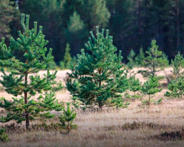 � ����� �������� �������� �������������� �� ������� ����� 600 ����� ��������