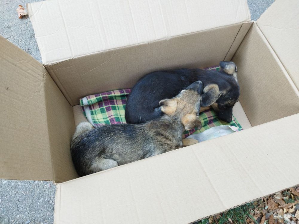 ������� �������� ����: ��������� ���������� �������� ������ ��� �������� � ����� ������� ��� ���������� �������� � ������������� ������ ��� ��������� �������� �������� ������� � ��������� 40 �� �����