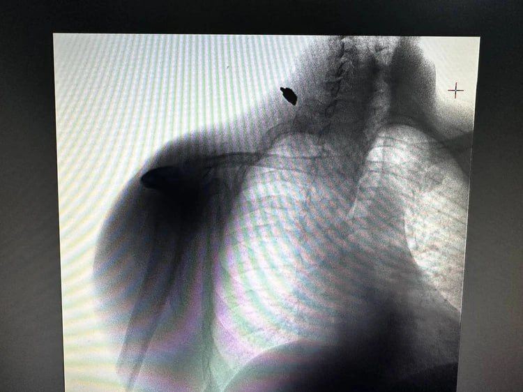 ���� ����, ����� ��������� ������: ������ ������ ������ ������� ��������, ��������� ��� ������� ���