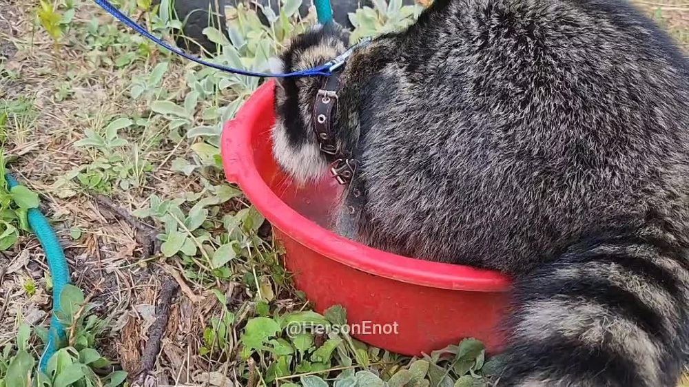 ���� �� �������: ������ ����, ������! �� ��� ��������� ����� �� �������� �������, � ��� ��������