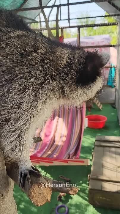 ���� �� �������: ������ ���� � �������� ���, ����! ����� ��������, �����������