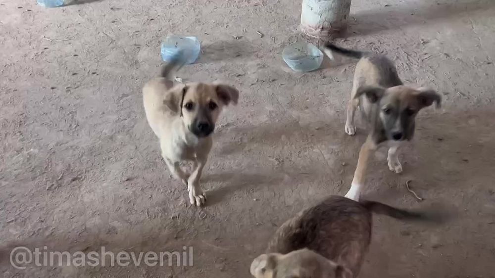 ������ � ������� ��������. � ������ ����� ������� �������� ������ � ���������� ������� �������� ��� �������� �����. �����...