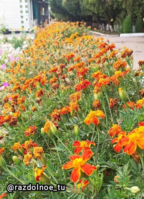 ������ ����, ����������!. ����� ���� �������