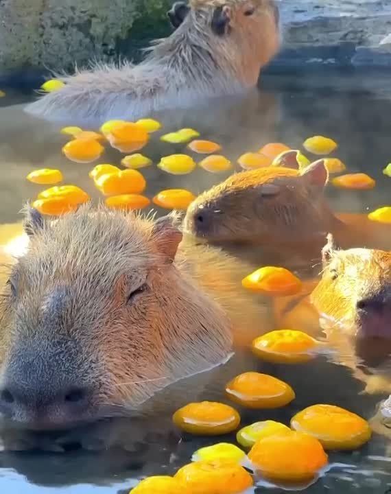 � ������ �����, �����������!