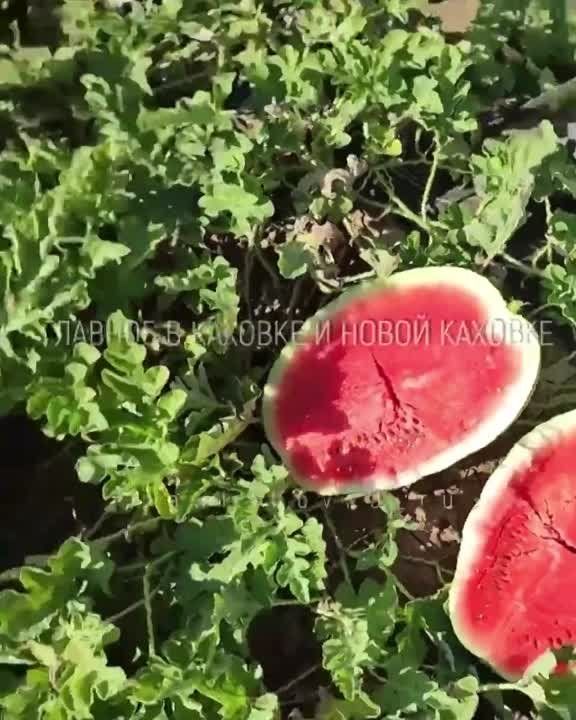 ������� ������������ ���������� �� ��������� ���������� ������ �������